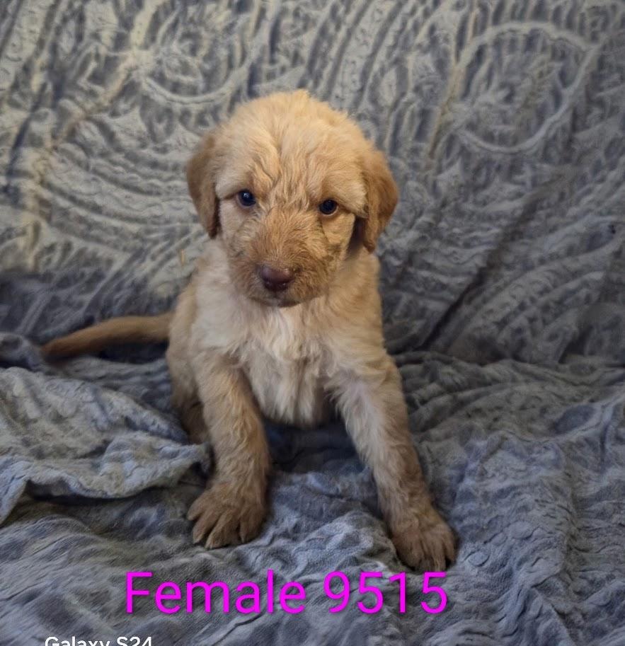 Female 9515