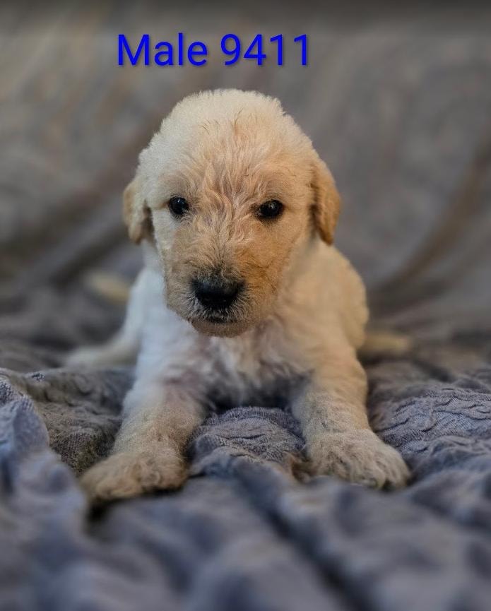 Male 9411