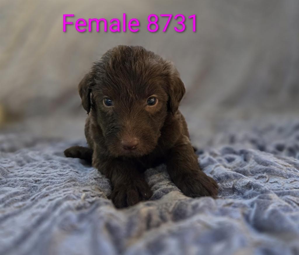 Female 8731