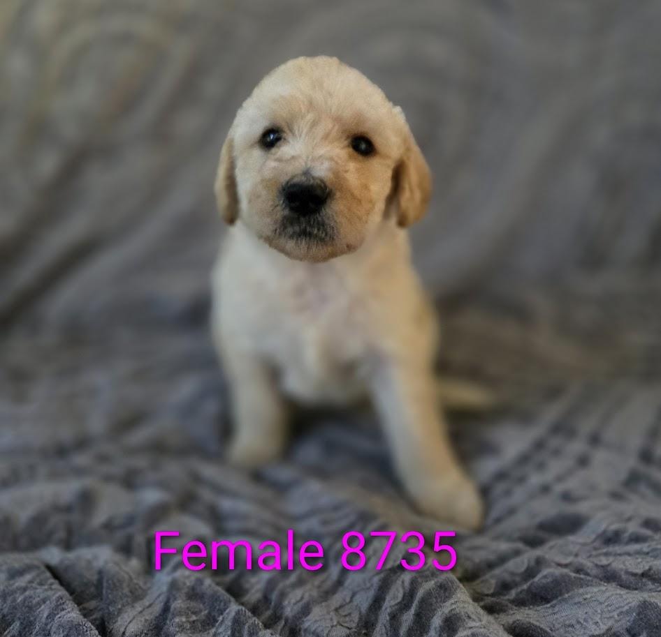 Female 8735