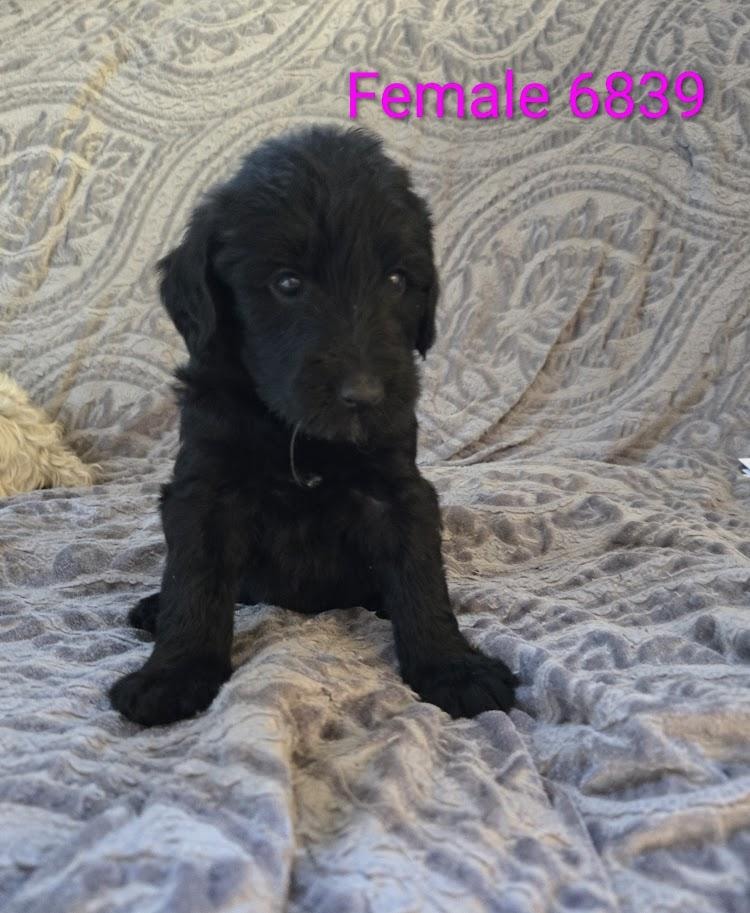 Female 6839
