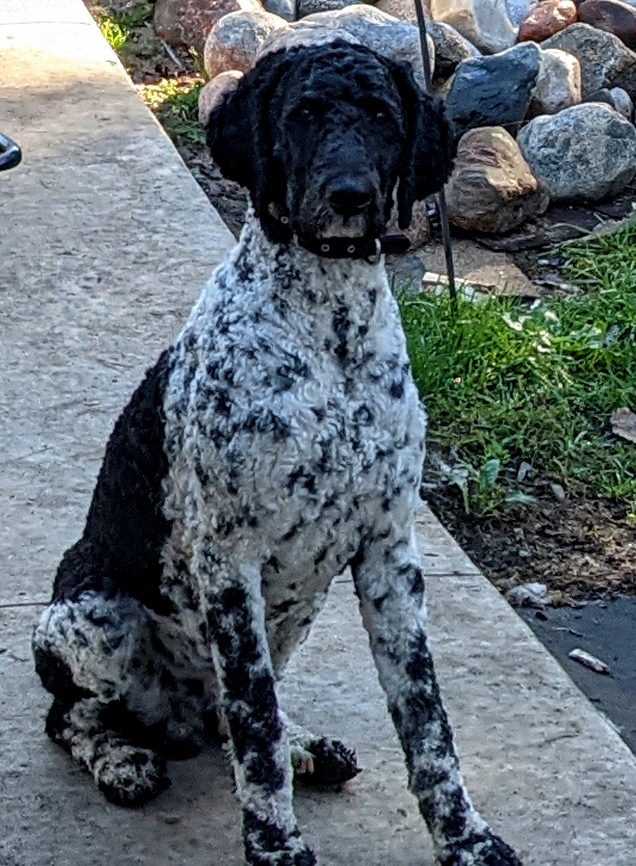 Bo - Standard Poodle