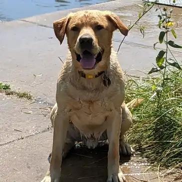 Mojo — father
