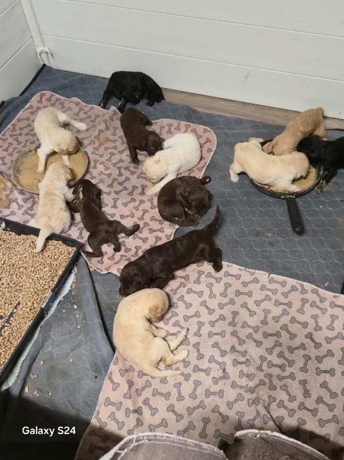 Current litter of puppies