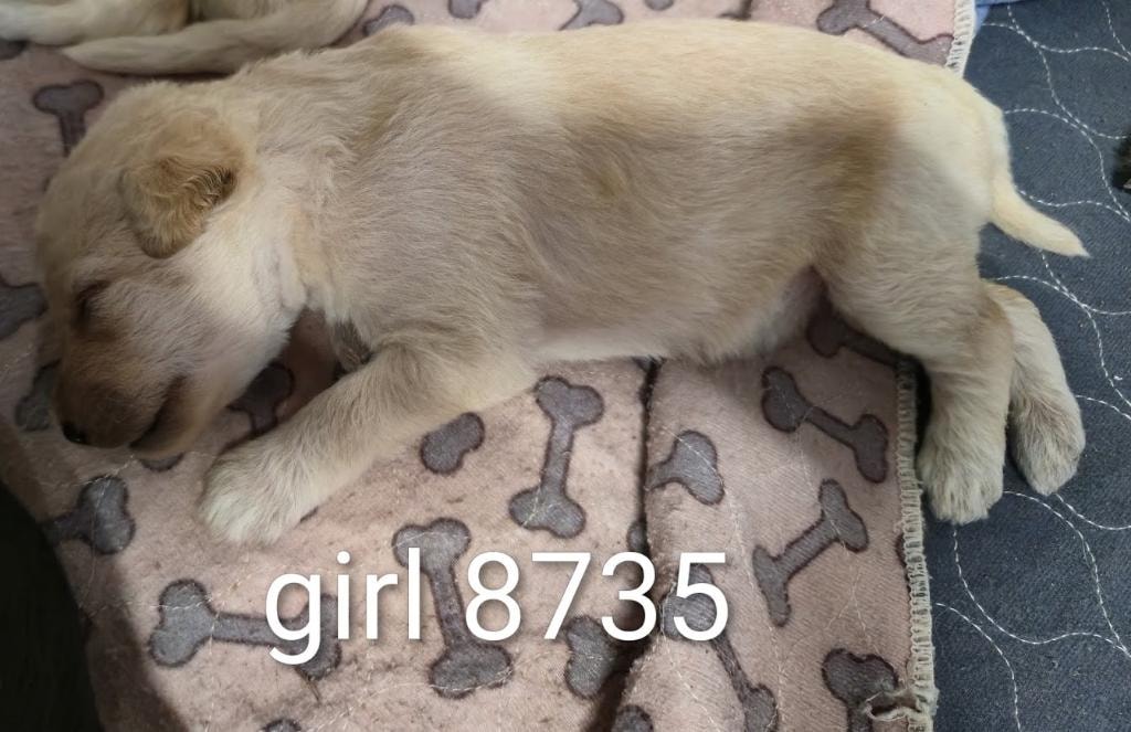 Current litter puppy 2