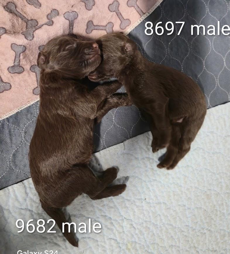 Current litter puppy 3