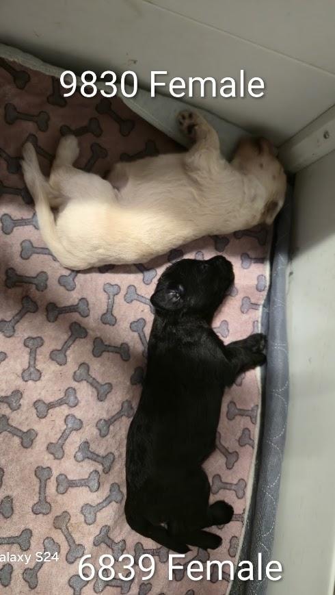Current litter puppy 5