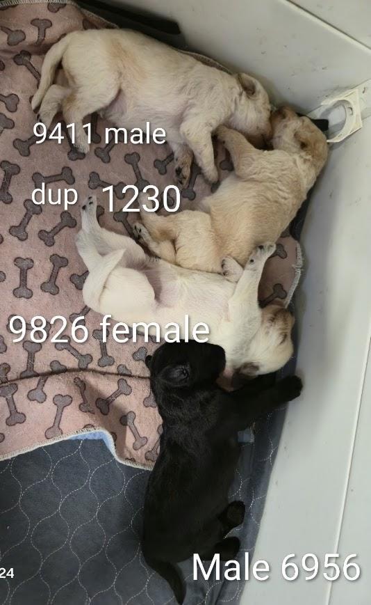 Current litter puppy 6