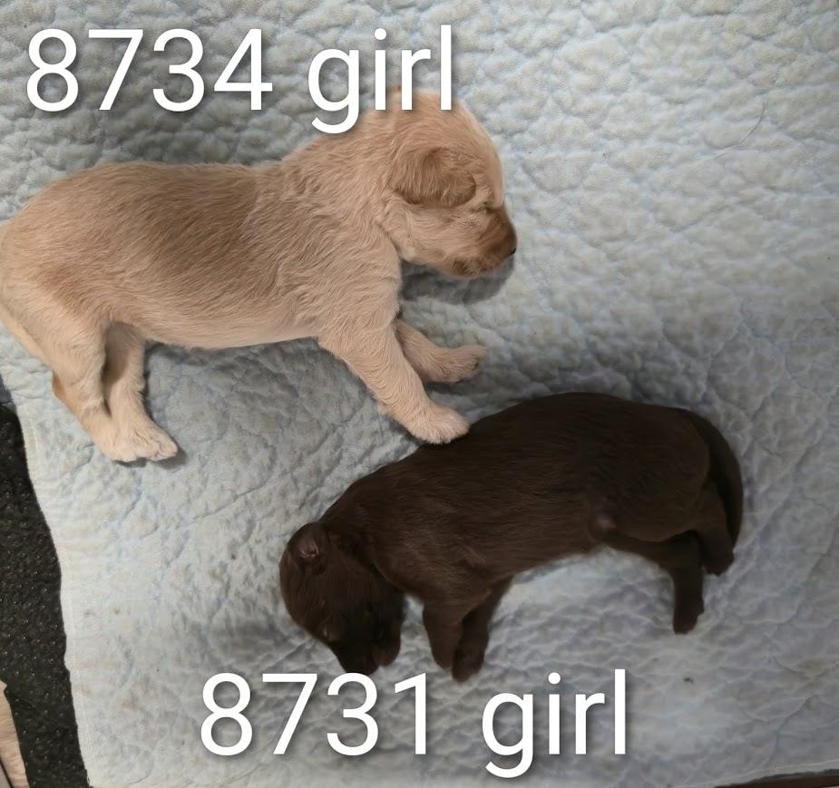 Current litter puppy 7
