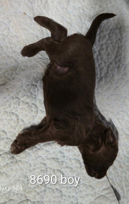 Current litter puppy 8