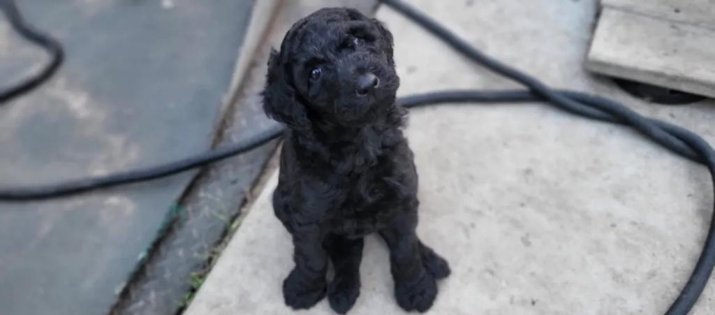 Black doodle puppy sitting outdoors
