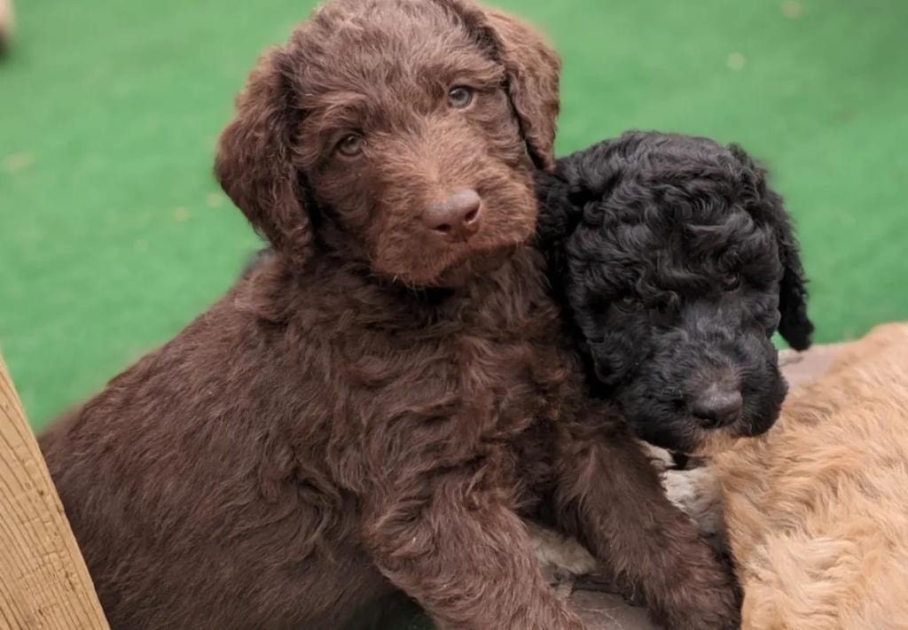 Chocolate and black doodle puppies together