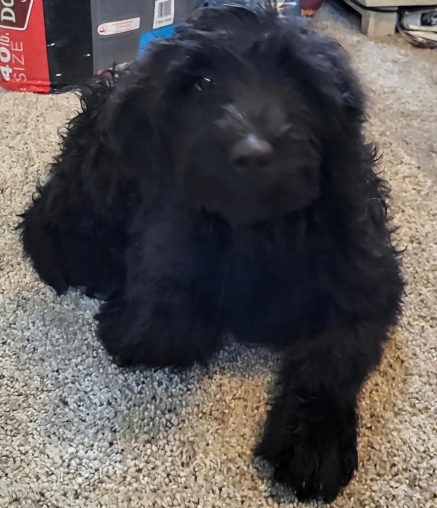 Black curly doodle puppy on carpet