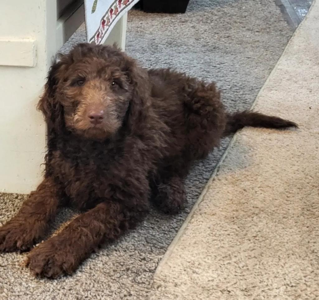 Chocolate doodle puppy lying on floor