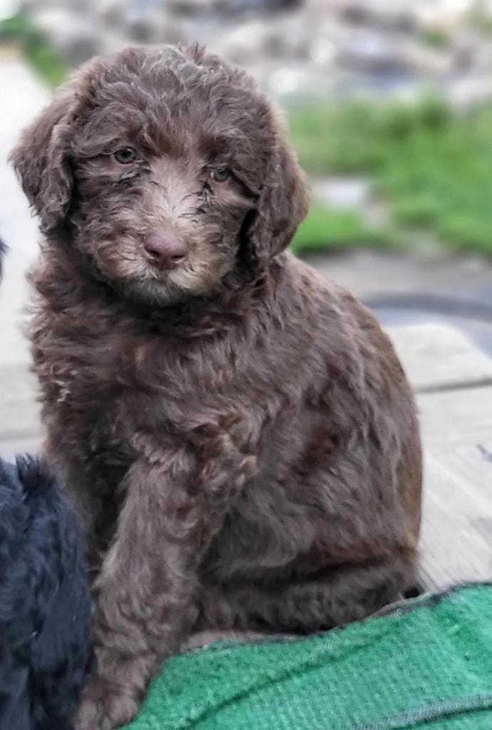Chocolate doodle puppy sitting outside