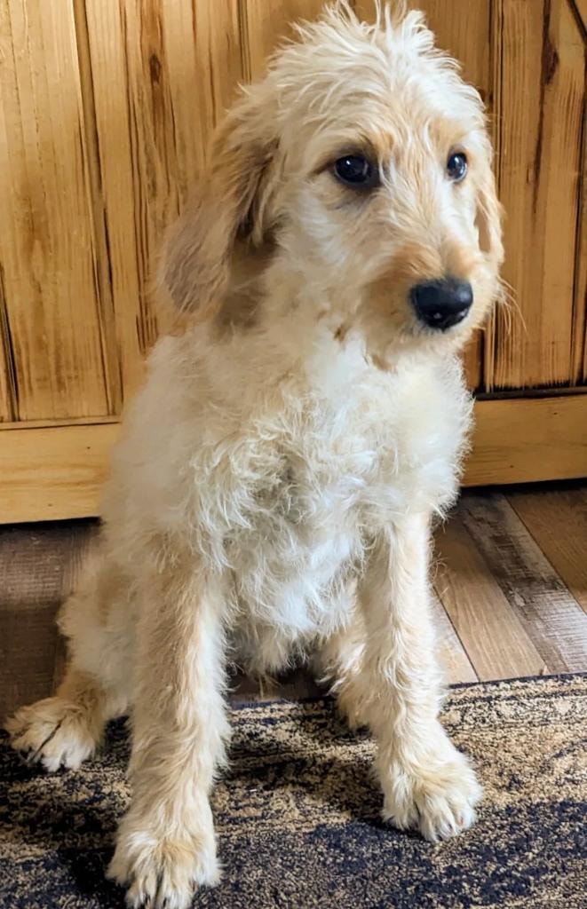 Cream doodle puppy sitting by cabinet