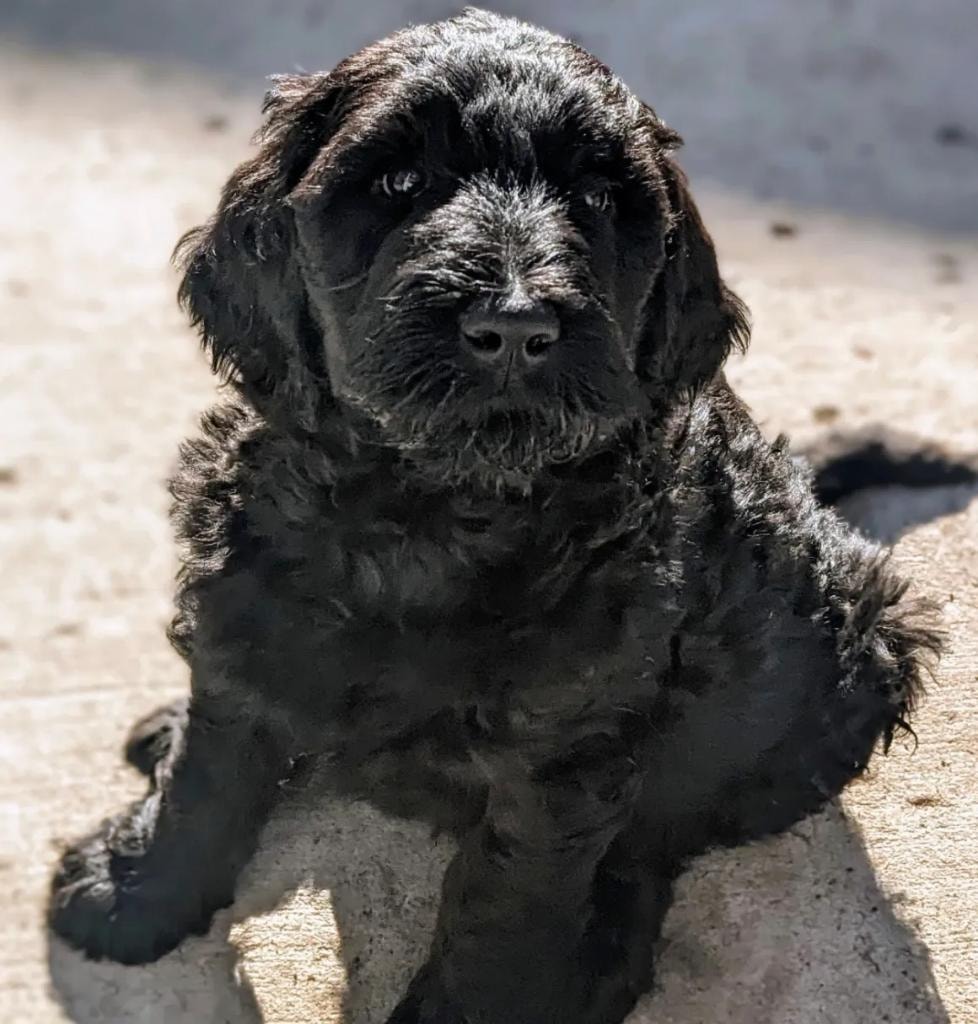 Black doodle puppy on concrete