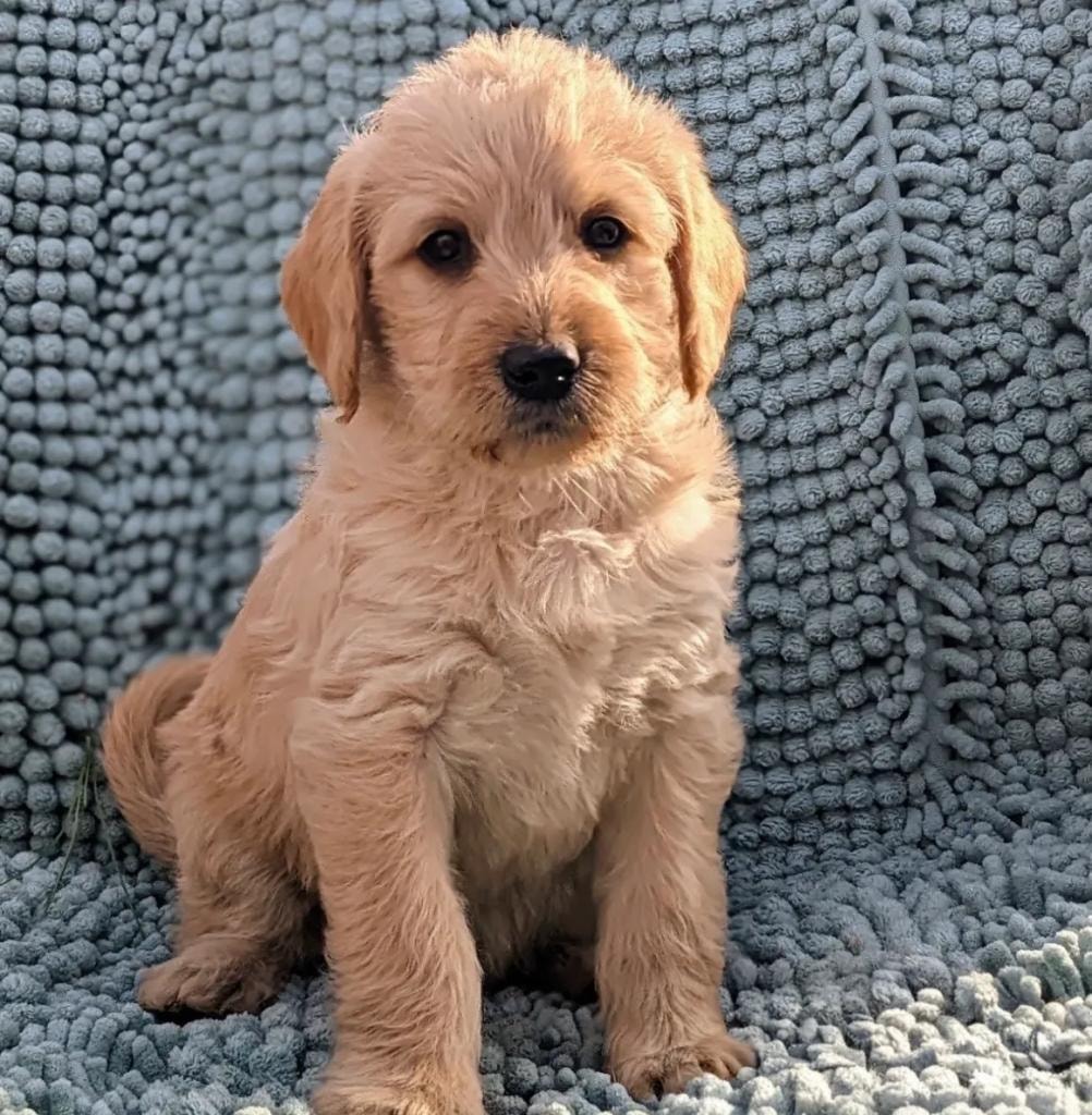 Golden doodle puppy on blue rug