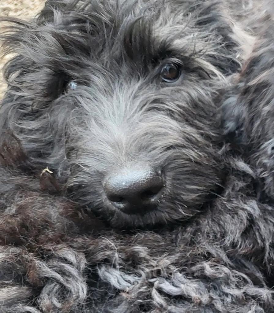 Grey doodle puppy close-up