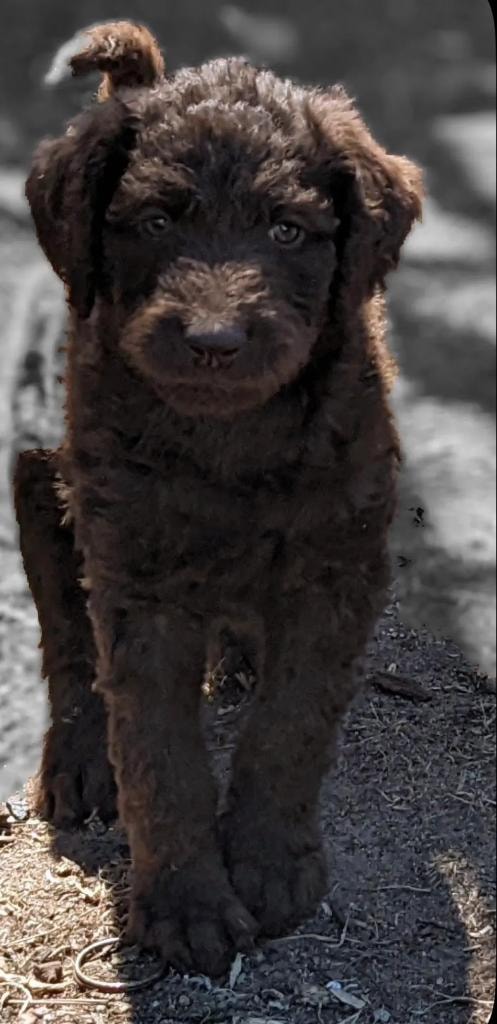 Chocolate doodle puppy standing outdoors