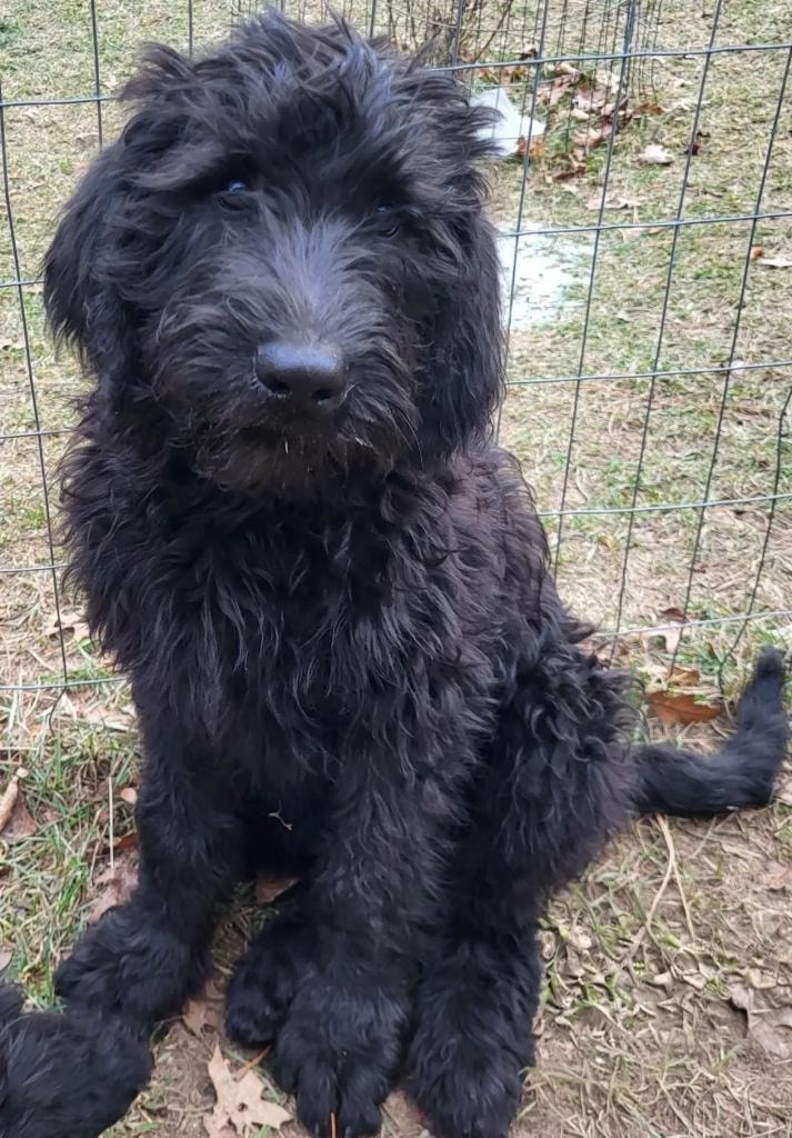 Black doodle puppy by fence