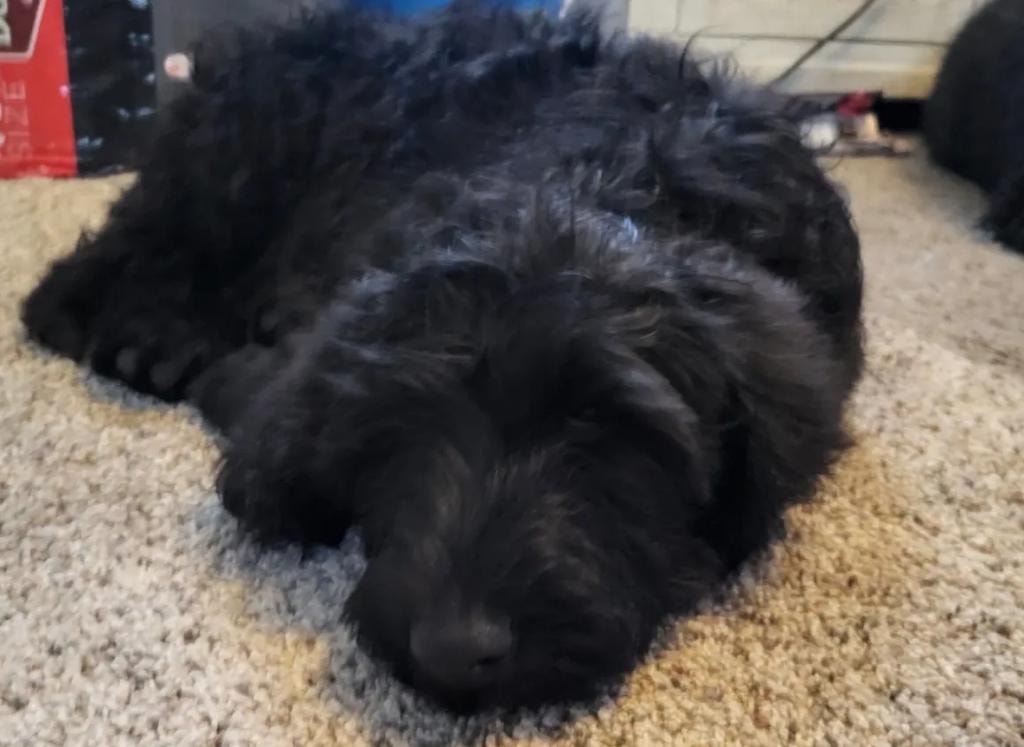 Black doodle puppy resting on carpet