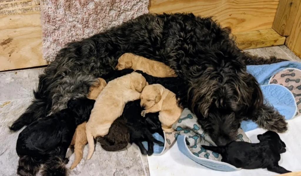 Mother dog with newborn puppies