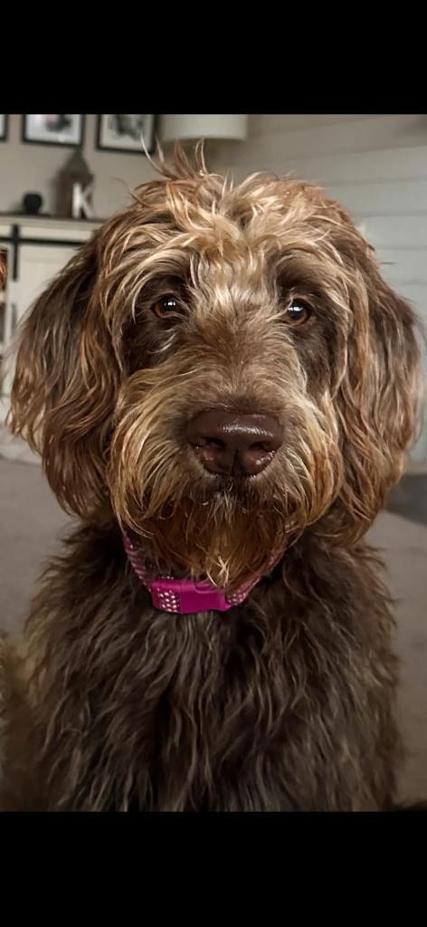 Chocolate doodle with pink collar indoors