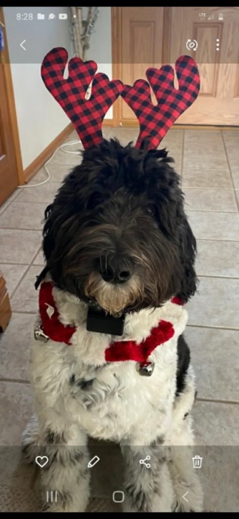 Black and white doodle in holiday reindeer antlers