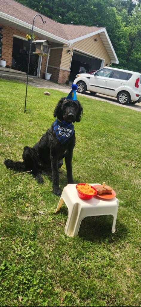 Black doodle birthday boy in party hat on lawn