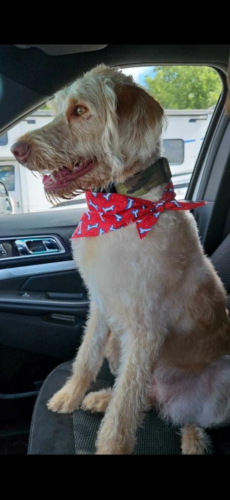 Cream doodle with red bandana in car
