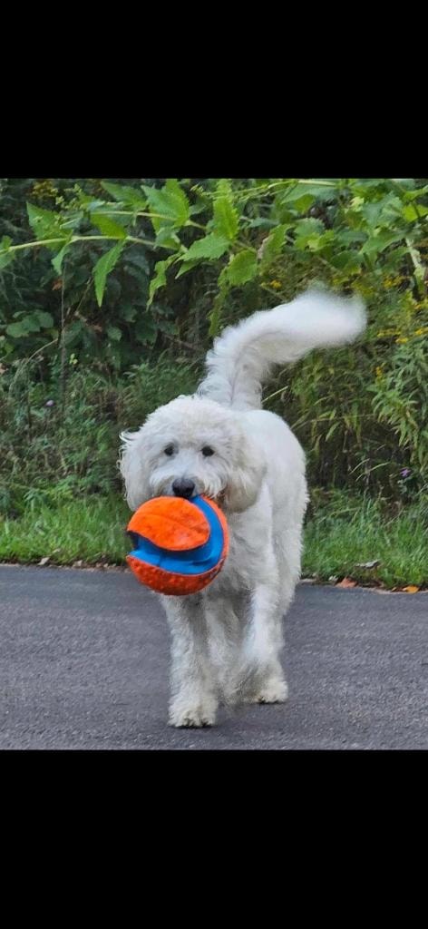 White doodle running with orange ball