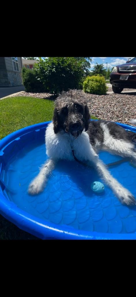 Black and white doodle relaxing in blue pool