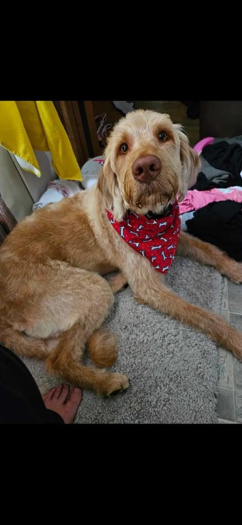 Golden doodle with red bandana lounging indoors