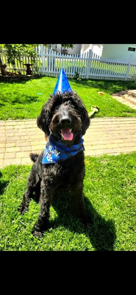 Black doodle in birthday hat and bandana on grass