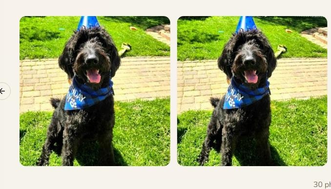 Black doodle celebrating birthday outdoors