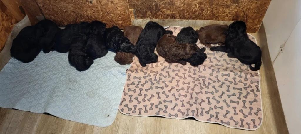 Litter of puppies on whelping mat