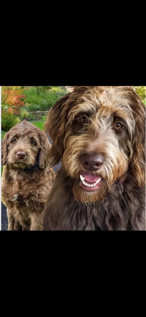 Two chocolate doodles posing together outdoors