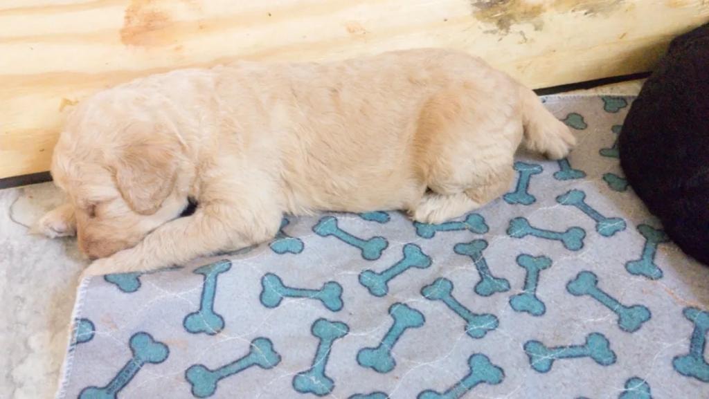 Cream puppy sleeping on bone-print mat