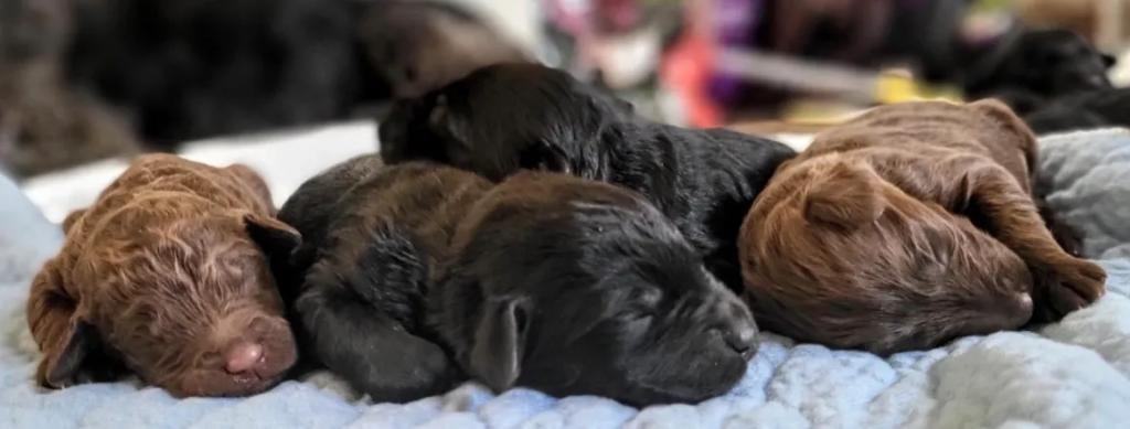 Newborn puppies snuggled together