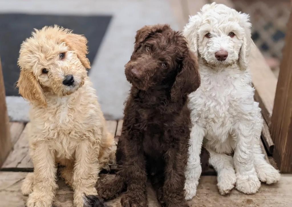Three doodle puppies sitting on deck