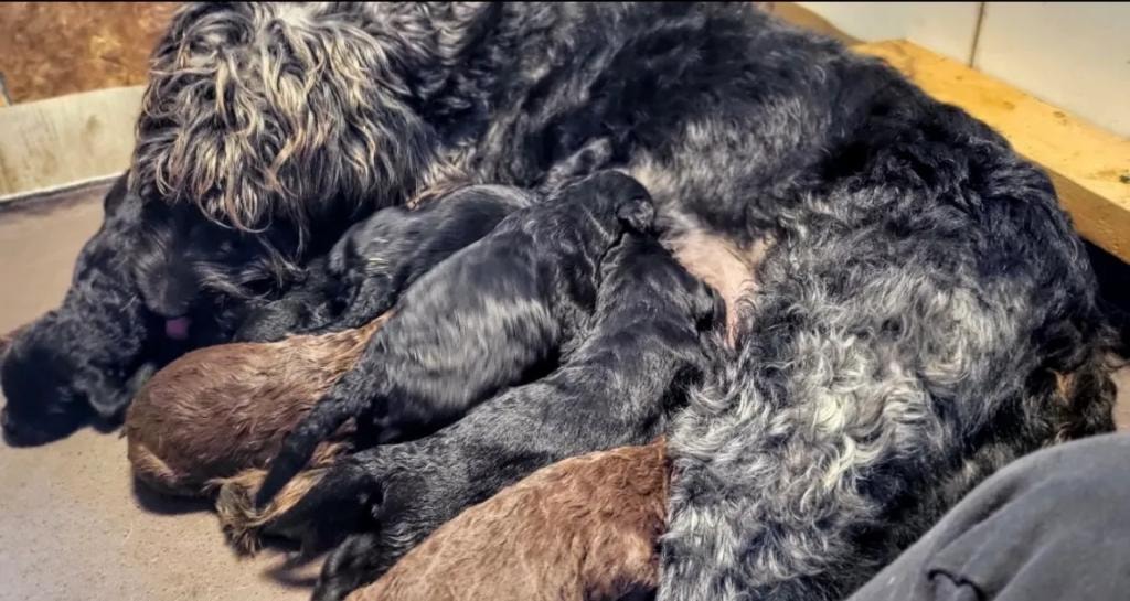 Mother dog nursing her puppies