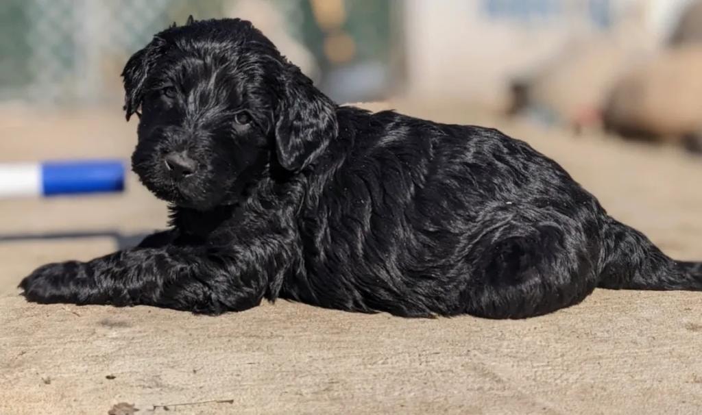 Black doodle puppy lying on concrete