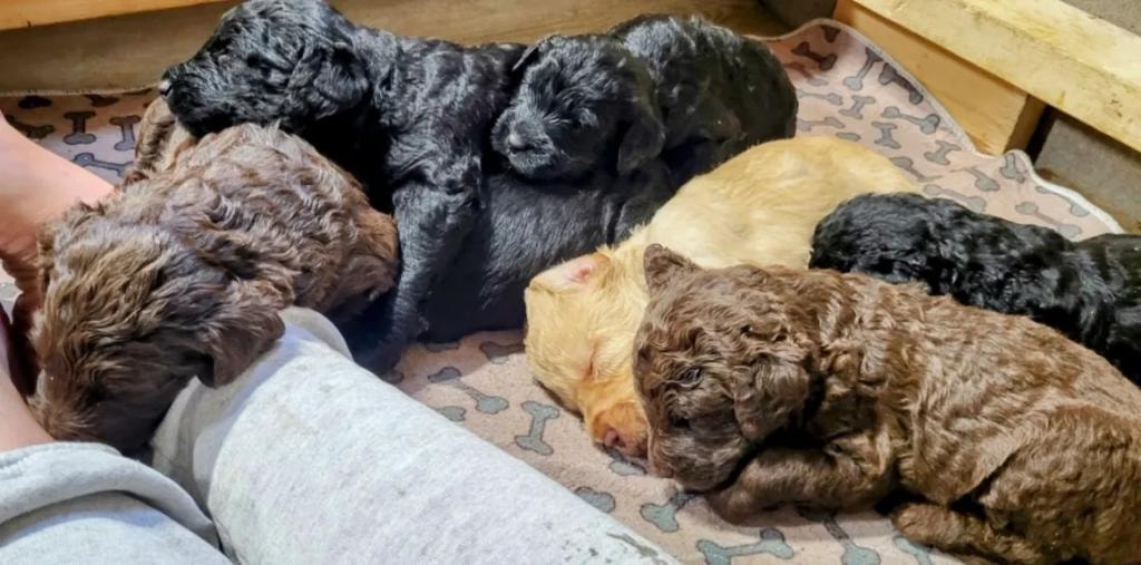 Mixed litter of doodle puppies